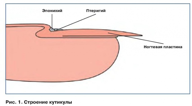 Уход за кутикулой : выбираем эмоленты