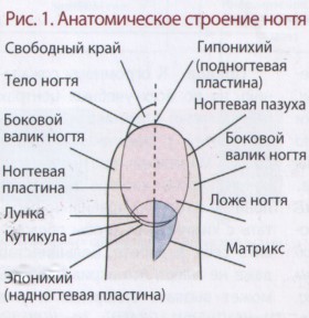 Анатомическое строение ногтя
